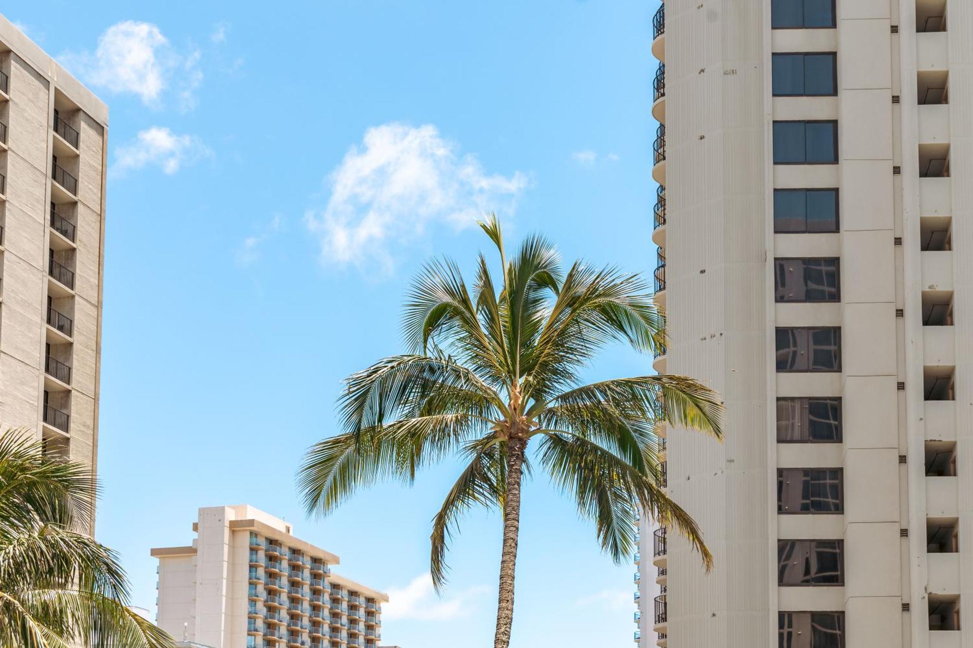 Renovated Ocean View Suite, Near Beach, Free Parking Honolulu Dış mekan fotoğraf